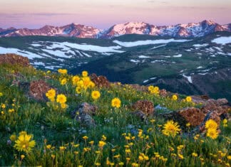 Yellow wildflowers bloom in Rocky Mountain National Park with snowy peaks in the background, HD Desktop Wallpaper