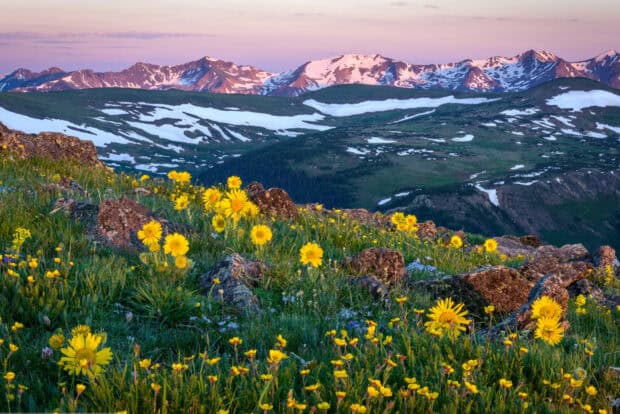 Yellow wildflowers bloom in Rocky Mountain National Park with snowy peaks in the background, HD Desktop Wallpaper