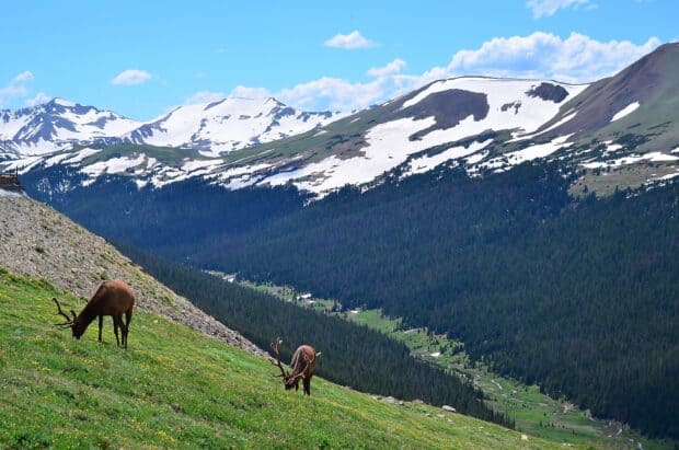 Two deer grazing on grass in Rocky Mountain National Park with snow covered peaks and forest in the background, HD Desktop Wallpaper