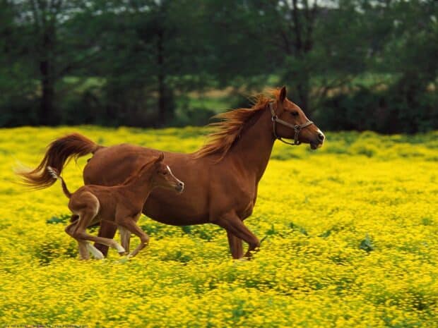 A mare and her foal are running together in a field of yellow flowers showing farm animals wallpapers, HD Desktop Wallpaper
