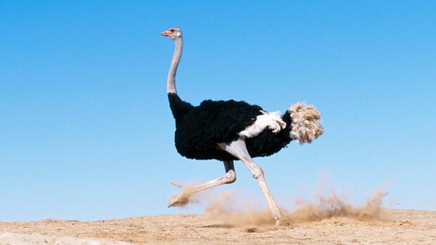 A running ostrich kicks up dust on a sandy landscape under a clear blue sky, HD Desktop Wallpaper