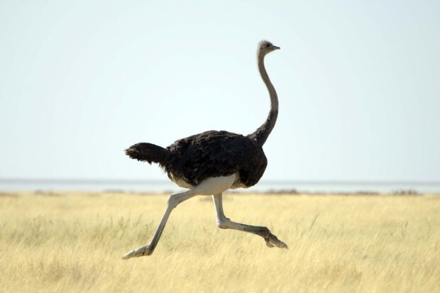 A running ostrich moves swiftly through the vast grassland in the wild, HD Desktop Wallpaper