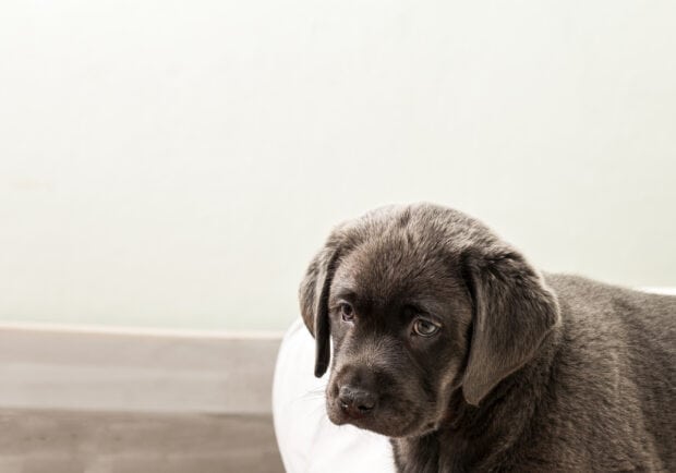 A sad Aussiedor puppy is resting quietly indoors near a wall, HD Desktop Wallpaper