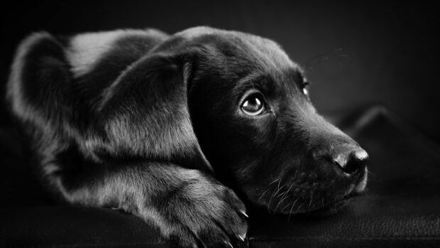 A close up of a Aussiedor dog lying down, HD Desktop Wallpaper