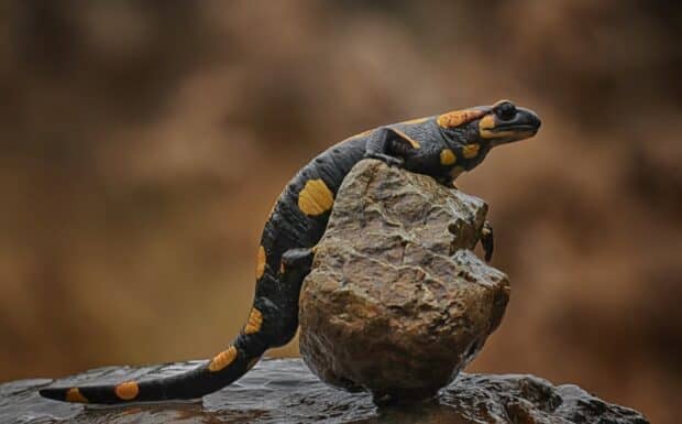A black and orange salamander rests on a textured rock in a natural environment, HD Desktop Wallpaper
