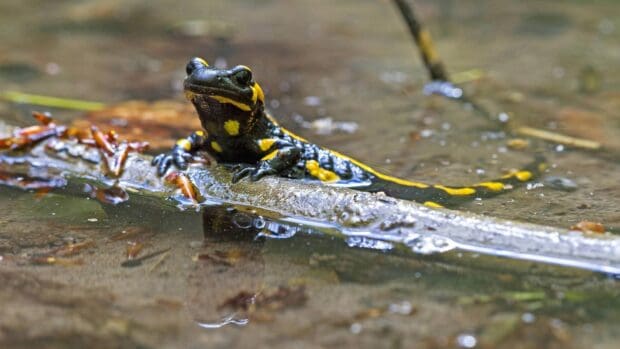 A salamander resting on a wet log surrounded by shallow water and natural debris, HD Desktop Wallpaper