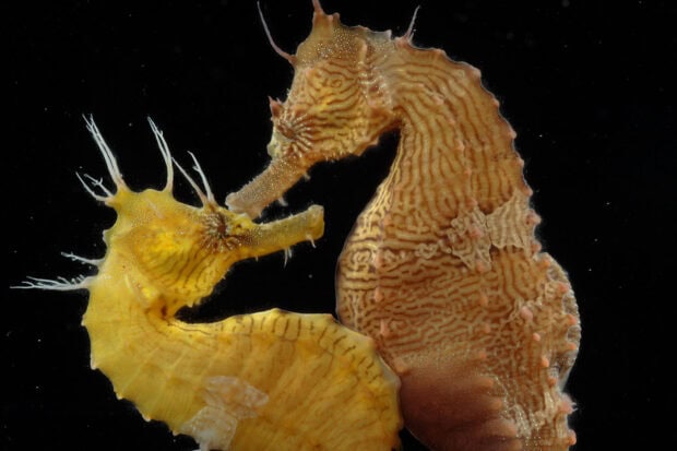 Two seahorses facing each other underwater with dark background, HD Desktop Wallpaper