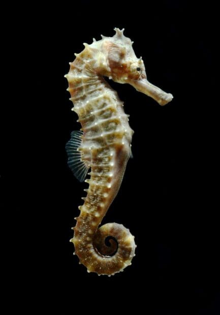 A seahorse is shown in detail against a black background, HD Mobile Wallpaper
