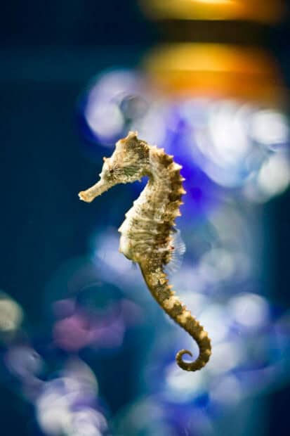 A seahorse is floating gracefully in deep blue ocean water, HD Mobile Wallpaper