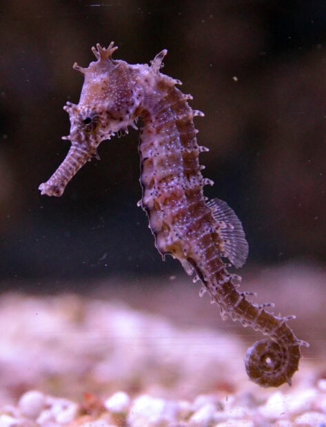 A close up view of a seahorse swimming underwater near the ocean floor, HD Mobile Wallpaper