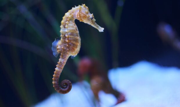 A seahorse in the ocean depths surrounded by marine plants and water, HD Desktop Wallpaper
