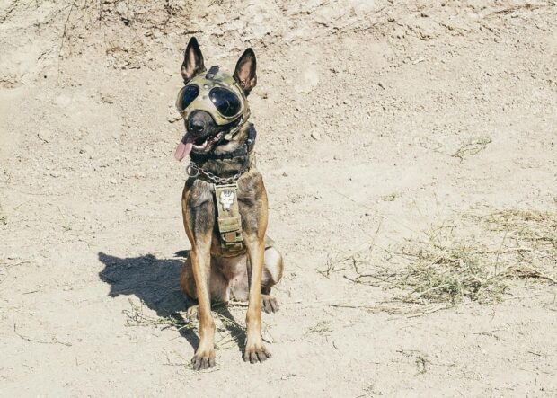 A military dog from Seal Team TV series wearing tactical goggles and harness, HD Desktop Wallpaper
