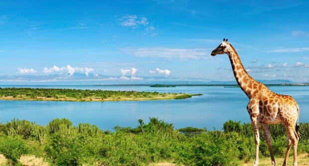 A giraffe stands overlooking a vast lake and green landscape in Uganda, 2K Desktop Wallpaper