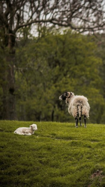 A sheep and a lamb are peacefully resting on a grassy field under trees in the countryside with farm animals wallpapers, HD Mobile Wallpaper