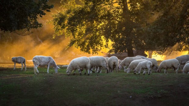 Farm animals wallpapers, 4K Desktop Wallpaper