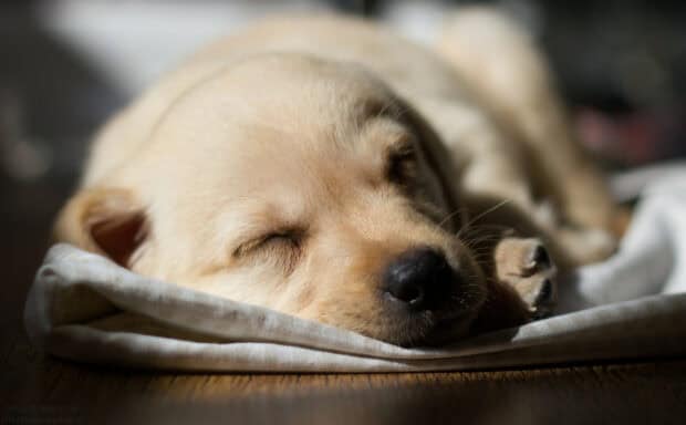 A Labrador puppy is sleeping peacefully on a blanket in soft light, HD Desktop Wallpaper
