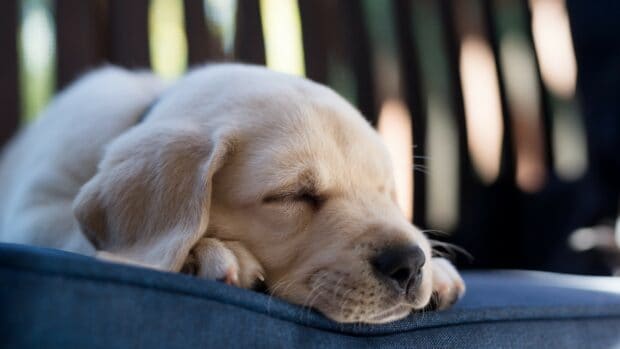 A sleeping Labrador puppy rests peacefully on a soft surface, 4K Desktop Wallpaper