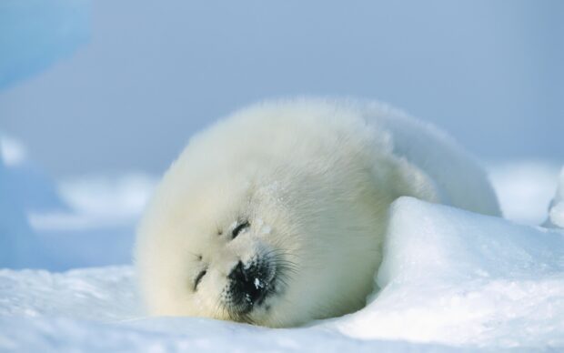 A baby seal is peacefully sleeping on the snow in a cold landscape, 2K Desktop Wallpaper