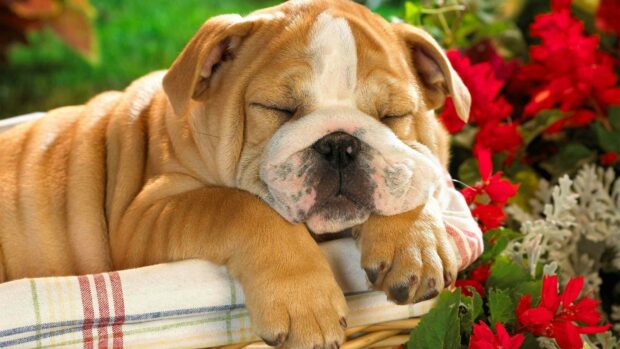 A sleeping bulldog rests peacefully with its eyes closed surrounded by vibrant red flowers, 4K Desktop Wallpaper