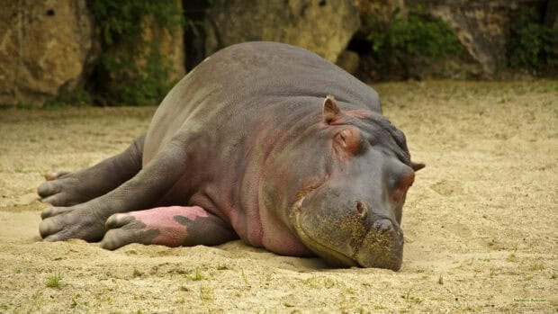 A hippopotamus is sleeping peacefully on sandy ground near rocks, 2K Desktop Wallpaper