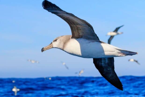 A soaring albatross glides gracefully over the deep blue ocean, Albatross Wallpapers, HD Desktop Wallpaper