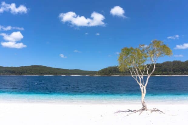 A solitary tree stands on the white sandy beach with clear blue waters on Fraser Island, 2K Desktop Wallpaper