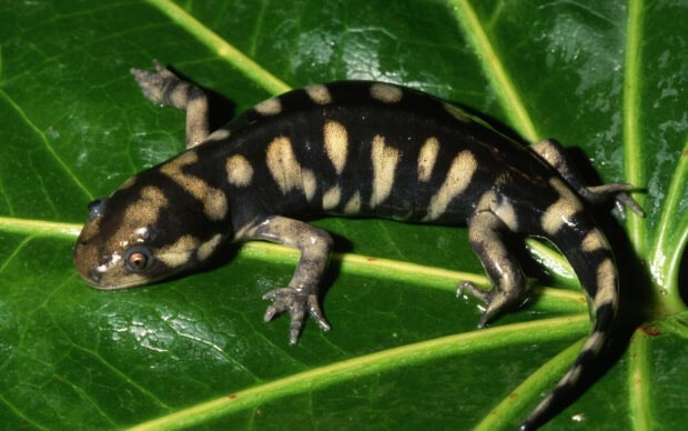 A spotted salamander rests on a vibrant green leaf showing its distinctive markings, 2K Desktop Wallpaper