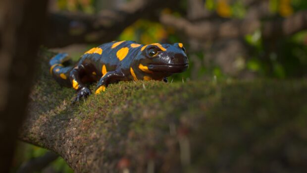 A salamander with bright orange spots resting on a mossy tree branch in a natural environment, HD Desktop Wallpaper
