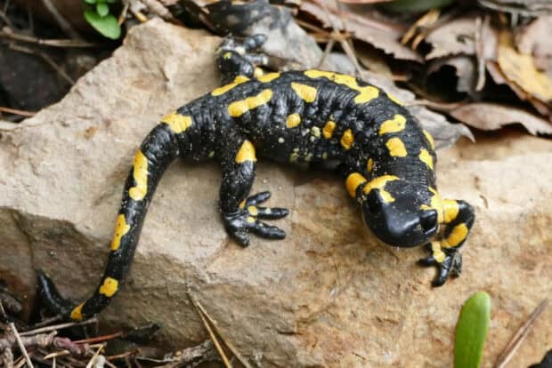 A black and yellow salamander resting on a rock and leaves in nature, HD Desktop Wallpaper