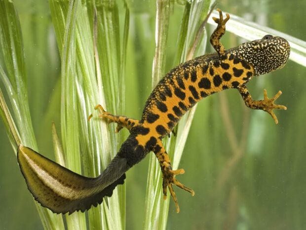 A spotted salamander is climbing on green aquatic plants underwater, HD Desktop Wallpaper
