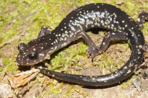 A spotted salamander is resting on green moss and soil in its natural habitat, HD Desktop Wallpaper