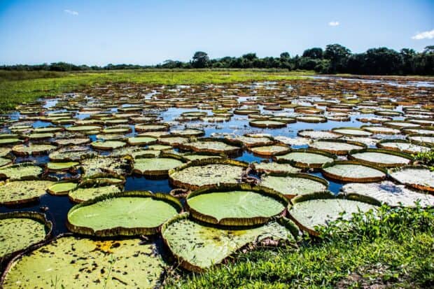 Large green lily pads cover the water surface in Pantanal Matogrossense with trees in the background, 2K Desktop Wallpaper