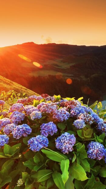 The Azores Wallpapers show purple hydrangeas glowing under the golden sunset in a lush landscape, HD Phone Wallpaper