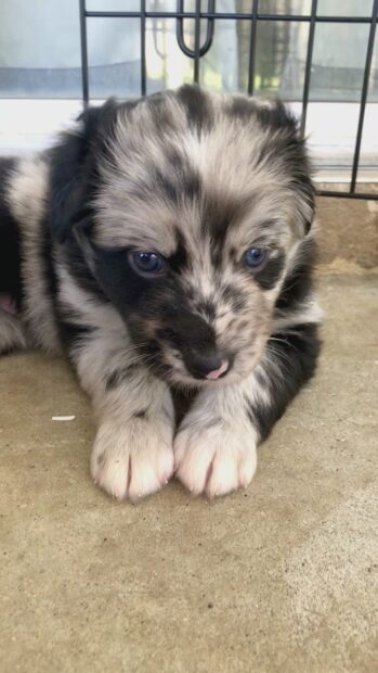 A close up of a sweet Aussiedor puppy with blue eyes resting on the floor, HD Phone Wallpaper
