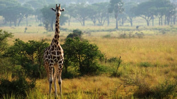 A tall giraffe is standing in the grassy field with trees in the background in Uganda, 2K Desktop Wallpaper