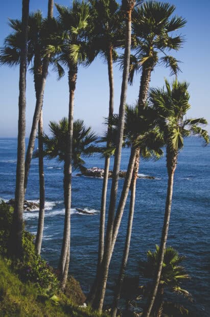 Several tall palm trees stand on a green cliff near the blue Pacific Ocean at Laguna Beach, HD Mobile Wallpaper