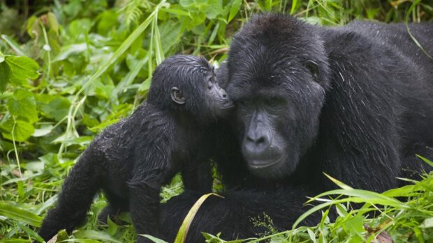 A young gorilla gently touches the adult gorilla in a lush green forest showing Uganda wallpapers, HD Desktop Wallpaper