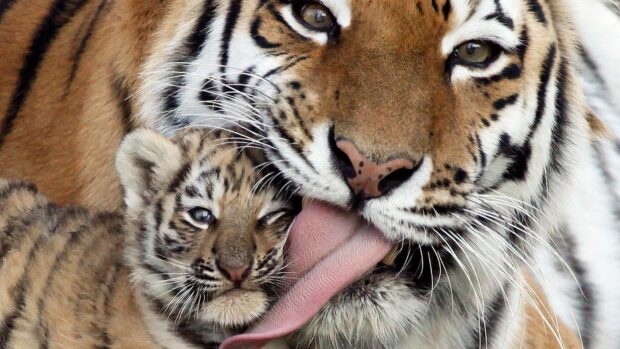 A mother tiger licking her baby close in a loving gesture, HD Desktop Wallpaper