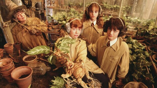 The Chamber Of Secrets characters hold a mandrake plant in a greenhouse setting, HD Desktop Wallpaper