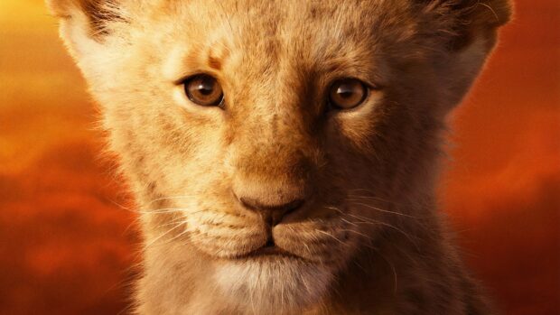 The Lion King wallpapers show a detailed close up of a lion cub's face with an orange sky, 2K Desktop Wallpaper