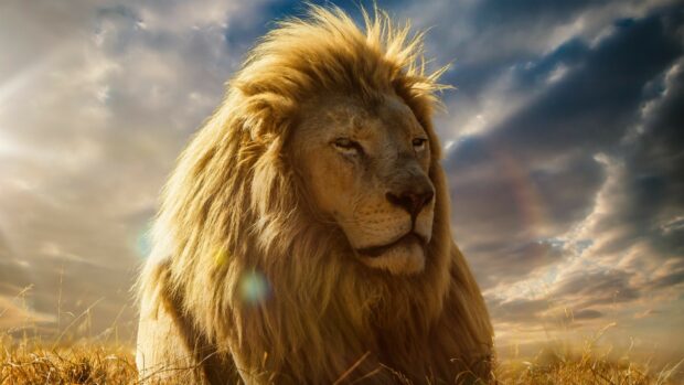 A majestic lion from The Lion King rests in tall grass under a dramatic cloudy sky, 4K Desktop Wallpaper