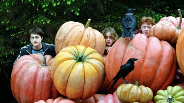 Harry Potter and friends hiding behind large pumpkins with crows nearby, HD Desktop Wallpaper