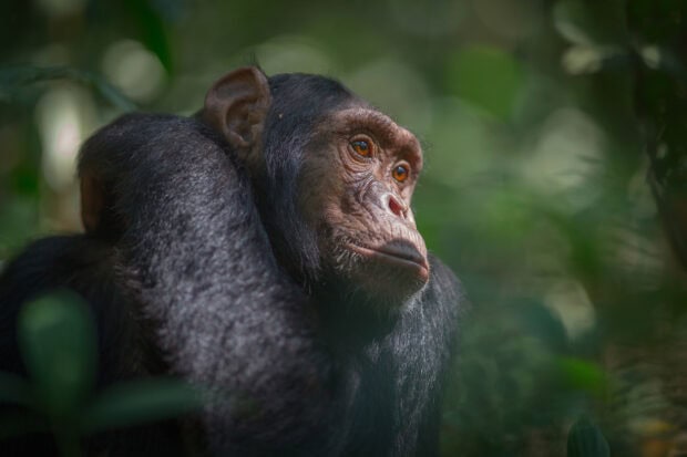 A thoughtful chimpanzee is resting among lush green leaves in Uganda Wallpapers, HD Desktop Wallpaper