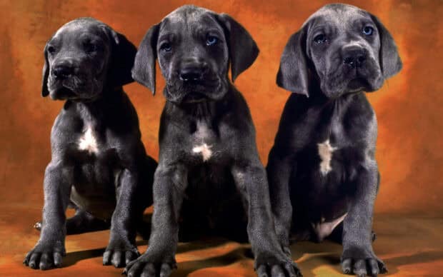 Aussiedor Wallpapers showing three young dogs sitting on an orange background, HD Desktop Wallpaper
