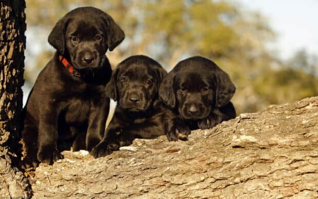 Three Aussiedor puppies sit closely on a tree trunk outdoors on a sunny day, HD Desktop Wallpaper