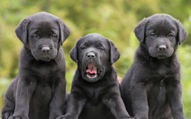 Three Aussiedor puppies sitting outdoors with one yawning in the middle, 2K Desktop Wallpaper