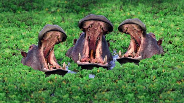 Three hippopotamuses with open mouths are partially submerged in a green water habitat, HD Desktop Wallpaper