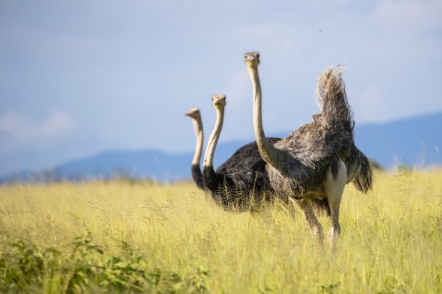 A group of ostriches is standing in a grassy field with mountains in the background, HD Desktop Wallpaper