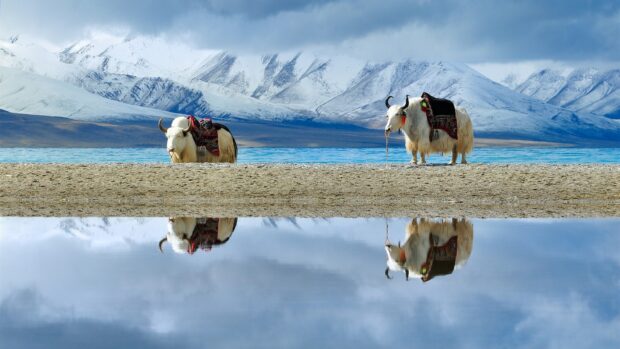 Two yaks stand near a blue lake with snowy mountains in the Tibetan Highlands, HD Desktop Wallpaper
