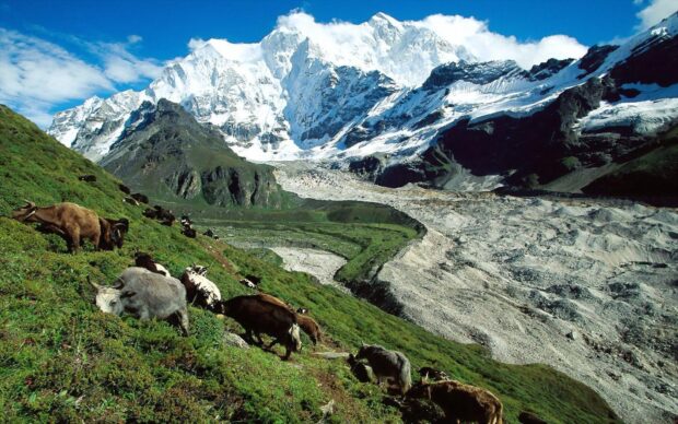The Tibetan Highlands feature grazing yaks on green slopes beneath snowy peaks, HD Desktop Wallpaper